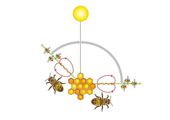 What bees can teach us about marketing